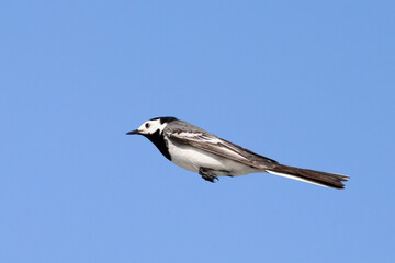 Portrait of White Wagtail motacilla alba flying over blue sky
