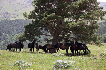 herd of horses in the field