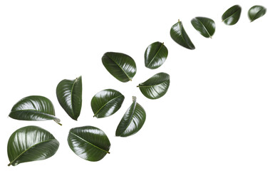 Beautiful fresh green leaves flying on white background, collage