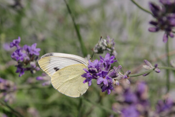 Kornfalter an einer Lavendelblüte