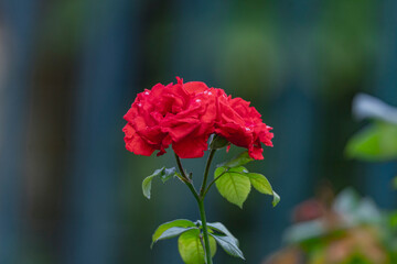 beautiful red rose in garden