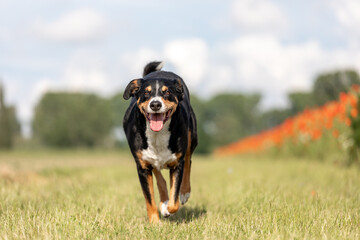 dog is running with floppy ears, appenzeller sennenhund