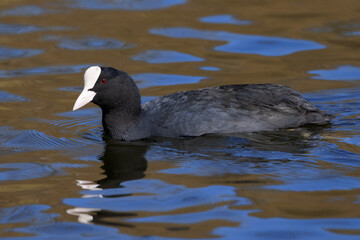 Portrait of eurasian coot Fulica atra swimming in water