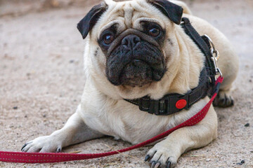 Cute little pug with a red leash lying on the side of a street.