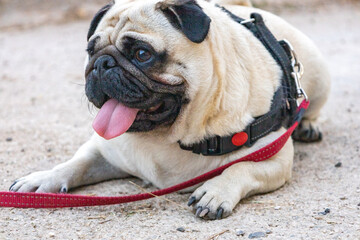 Cute little pug with a red leash lying on the side of a street.