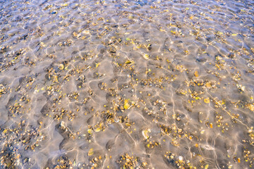 beach mussels lying underwater in the wadden sea at low tide with some sunlight reflections at...