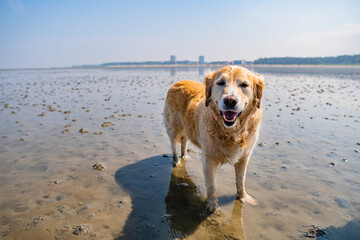 Cute Golden Retriever standing in the wadden sea at dog beach sahlenburg in cuxhaven