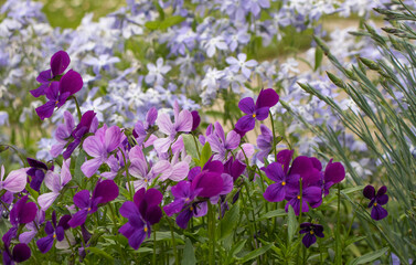 spring wildflowers in the garden