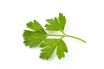 Parsley leaf isolated on white background.