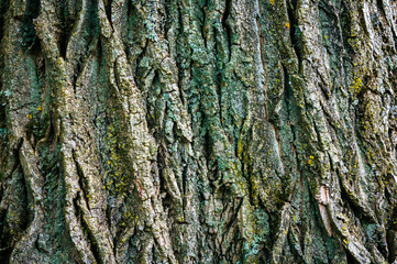 Closeup of tree bark 