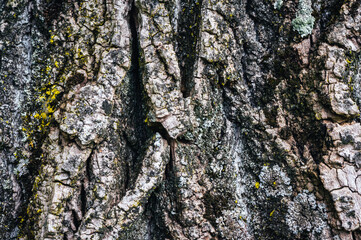 Closeup of tree bark 