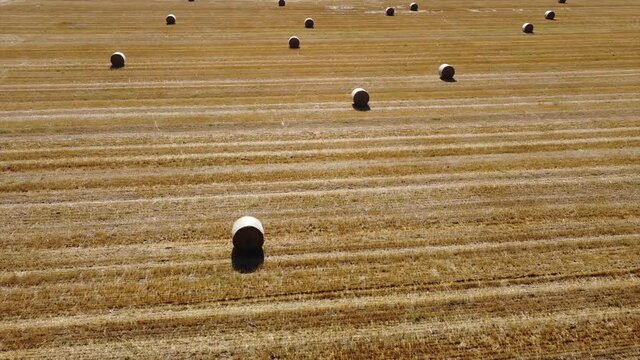 Drone aerial view of a wheat field with hay bales to dry - agriculture and wheat harvesting