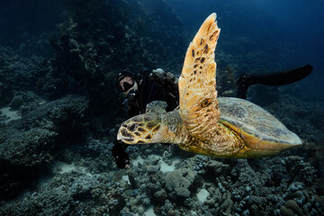 Obraz na płótnie Canvas The Hawksbill sea turtle (Eretmochelys imbricata). Underwater Red Sea seascape. Coral reef near Makadi Bay, Egypt