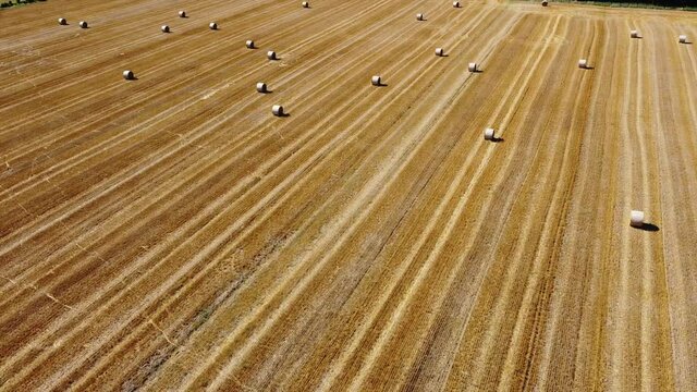 Drone aerial view of a wheat field with hay bales to dry - agriculture and wheat harvesting