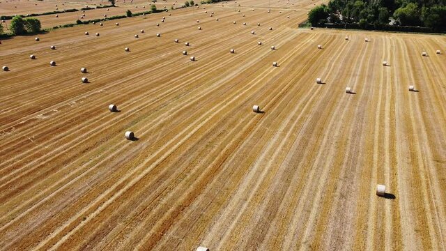 Drone aerial view of a wheat field with hay bales to dry - agriculture and wheat harvesting