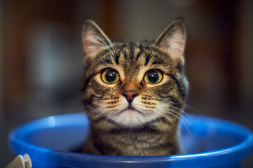 Portrait of a kitten in a bucket