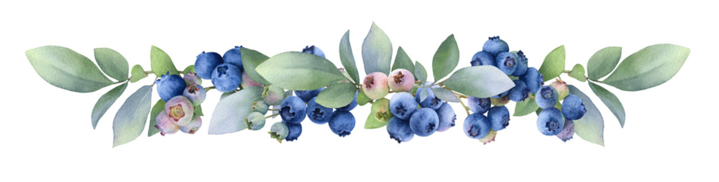 Floral garland with blueberries and green leaves hand painted in watercolor isolated on a white background. Watercolor illustration. Blueberry. Floral boarder.	