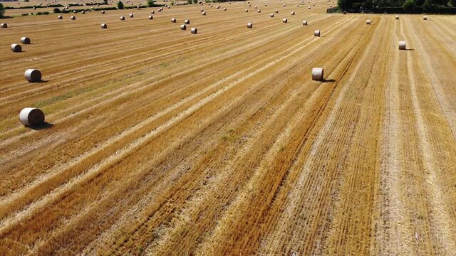 Drone aerial view of a wheat field with hay bales to dry - agriculture and wheat harvesting