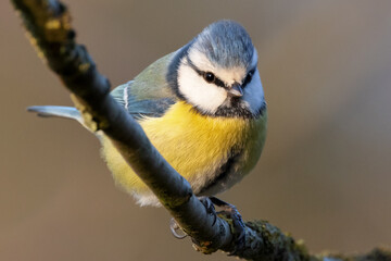 Portrait of eurasian blue tit caeruleus cyanistes perched on tree branch