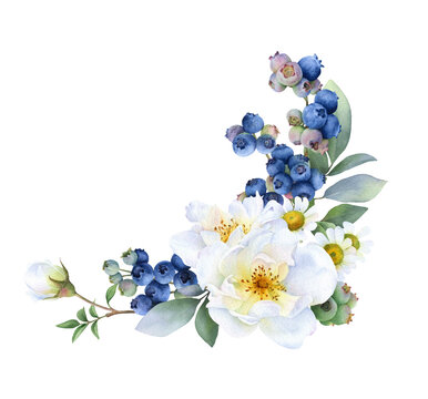 Floral composition of the wild white roses, blueberries, chamomile and green leaves hand painted in watercolor isolated on a white background. Watercolor floral illustration. Floral corner, frame