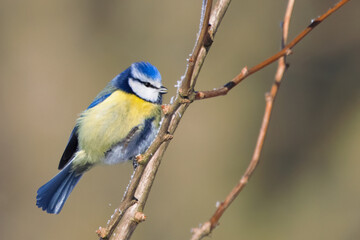 Obraz premium Portrait of eurasian blue tit caeruleus cyanistes perched on branch