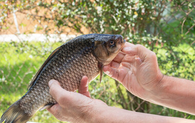 fresh crucian carp in the hands of a fisherman