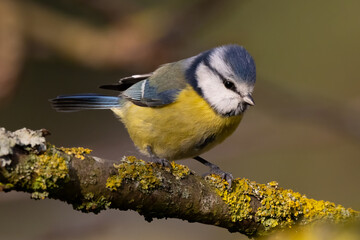 Portrait of eurasian blue tit caeruleus cyanistes perched branch