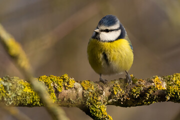 Portrait of eurasian blue tit caeruleus cyanistes perched branch