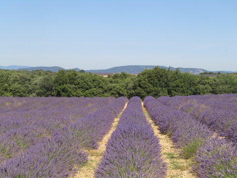 lavande