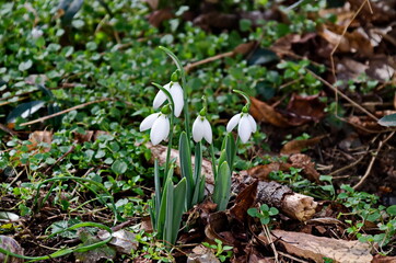Fresh white snowdrops in garden at early spring, Sofia, Bulgaria 