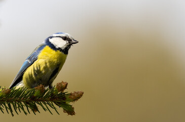Portrait of eurasian blue tit caeruleus cyanistes perched on spruce branch