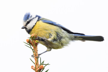 Fototapeta premium Portrait of eurasian blue tit caeruleus cyanistes perched on spruce branch