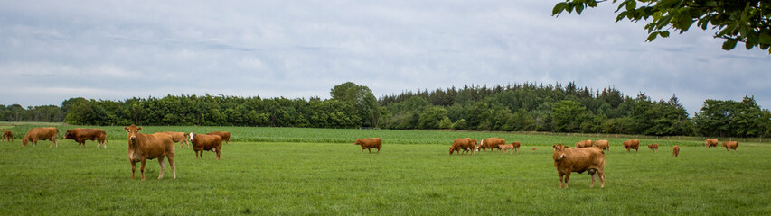 red cows in the meadow