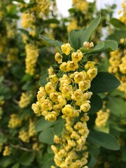 yellow flowers in the garden