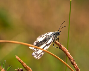 Papillon