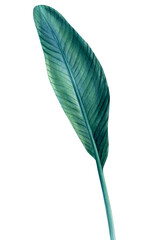 Tropical leaf of Strelitzia palm tree on isolated white background, watercolor illustration