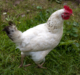 white hen on green grass