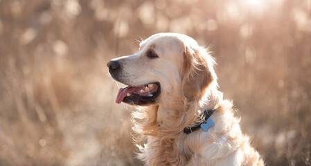 Closeup portrait of golden retriever dog sitting outdoors in early spring time with blurred background. Cute doggy pet labrador walking at the nature