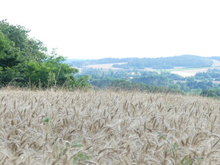 Campagne fran&ccedil;aise en &eacute;t&eacute;