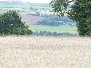 Campagne en &eacute;t&eacute;