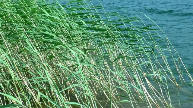 The wind drives waves of water to the shore of a grassy lake. Weather of the wild northern nature.