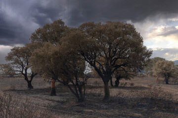 trees burned after a forest fire, south sardinia
