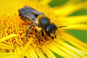 Closeup of a brown and hairy female  Willughby's leaf-cutter , Megachile willughbiella, on a yellow flower of Inula officinalis