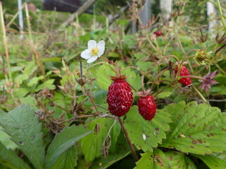 Fraises des bois