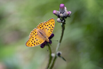 Violet pearl butterfly sitting on a flower of a plant.