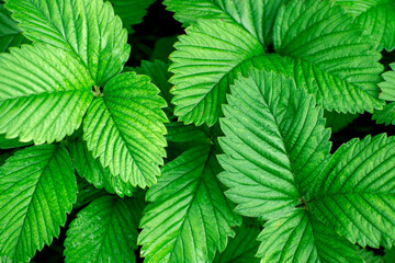 Background from leaves. Strawberry leaves, known as Fragaria, close up.