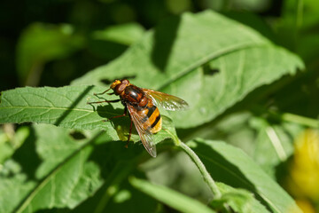Hornet Hoverfly- Volucella zonaria nature closeup
