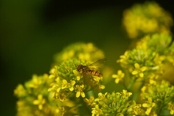 Hoverfly closeup nature photography