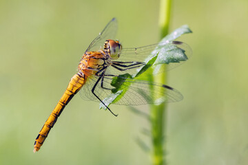 Dragonfly hold on dry branches and copy space .Dragonfly in the nature. Dragonfly in the nature habitat. Beautiful nature scene with dragonfly outdoor.a background wallpaper.