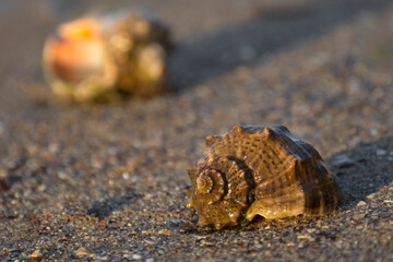 Seashells on the ocean shore, washed by the waves of the surf. Sea clams for food.